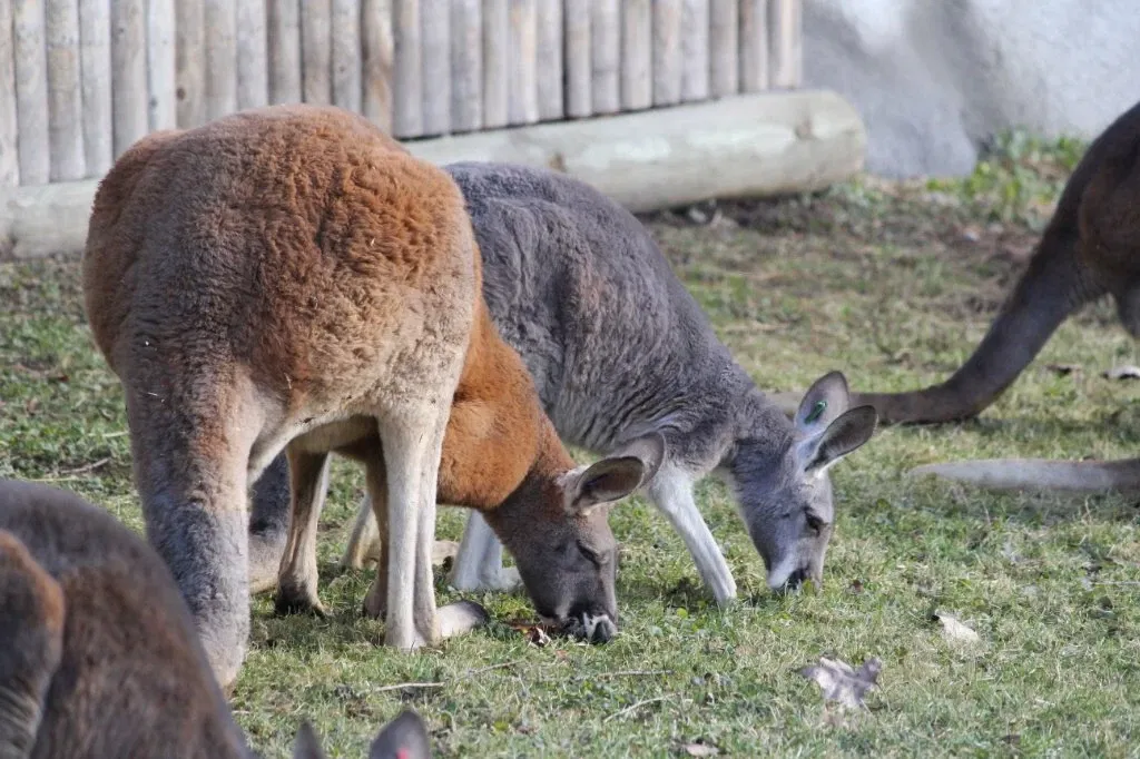 Belle Isle Nature Center