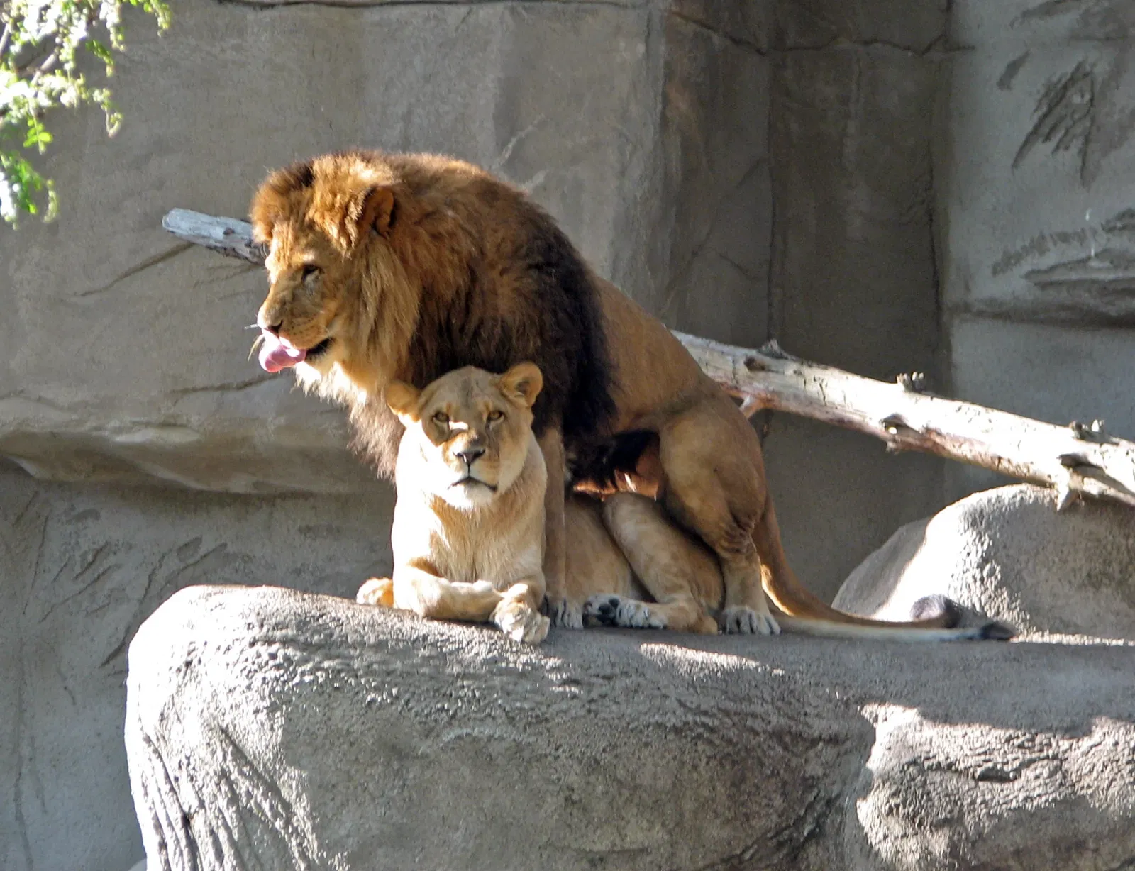Belle Isle Nature Center