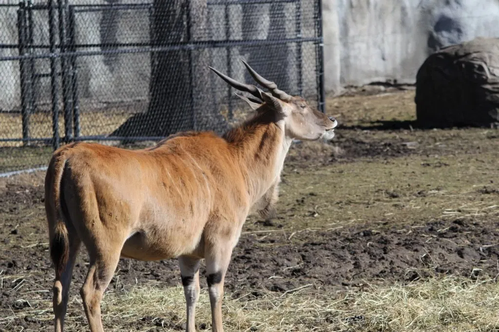 Belle Isle Nature Center