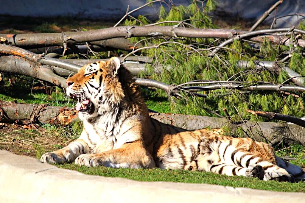 Belle Isle Nature Center