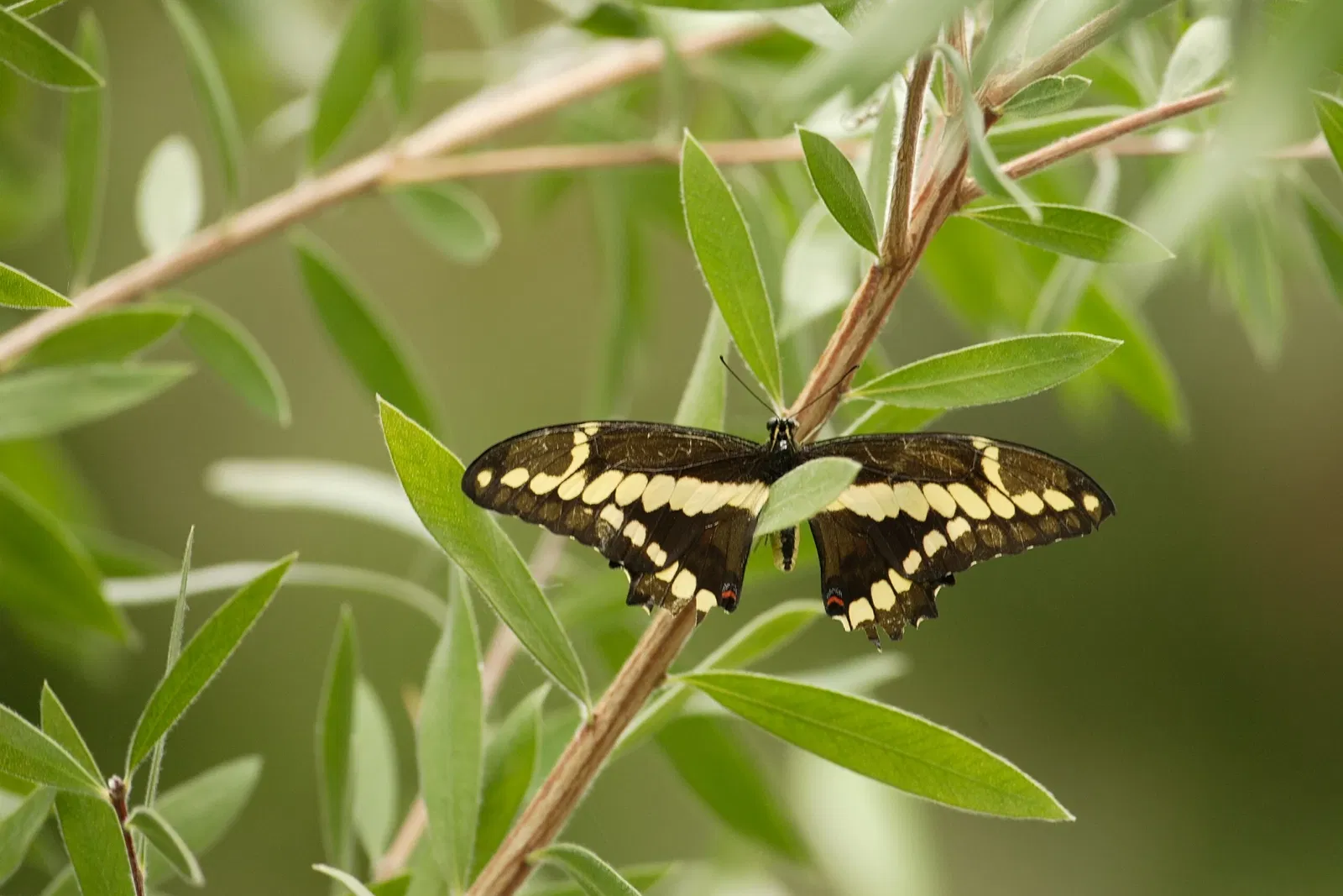 Belle Isle Nature Center