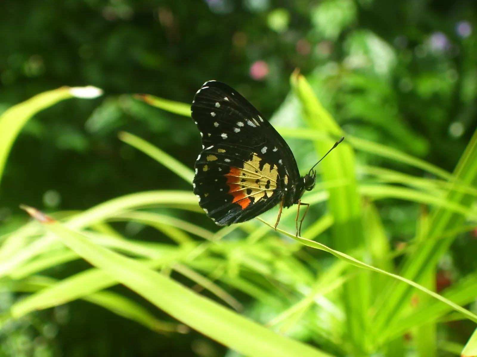 Belle Isle Nature Center