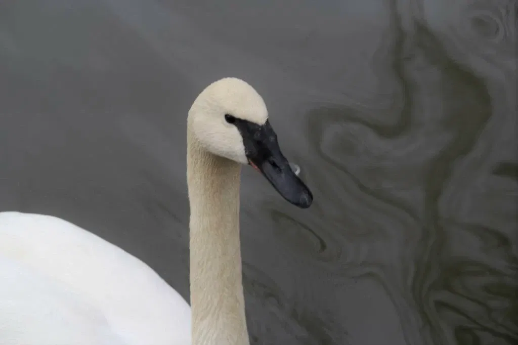 Belle Isle Nature Center