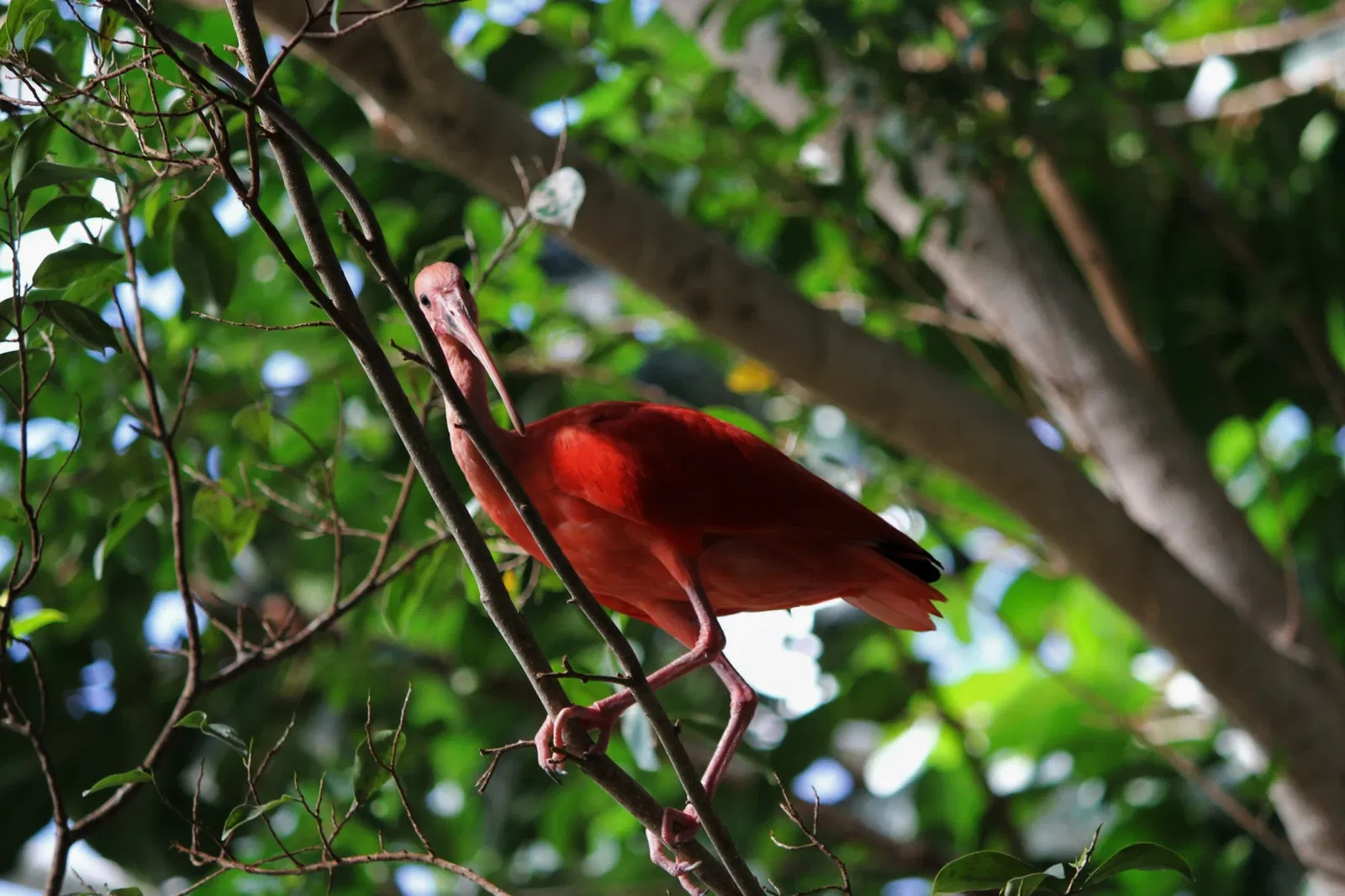 Belle Isle Nature Center