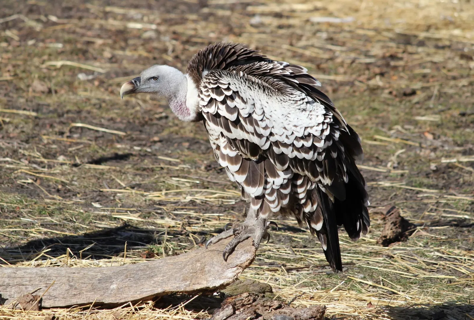 Belle Isle Nature Center