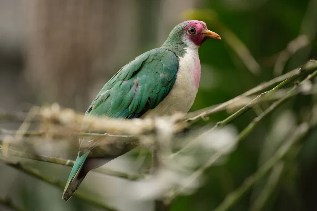 Belle Isle Nature Center