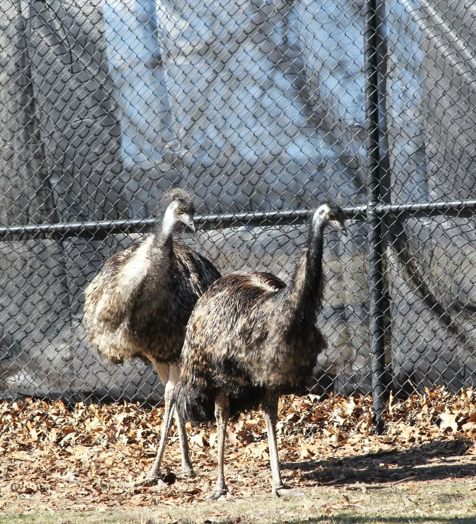 Belle Isle Nature Center