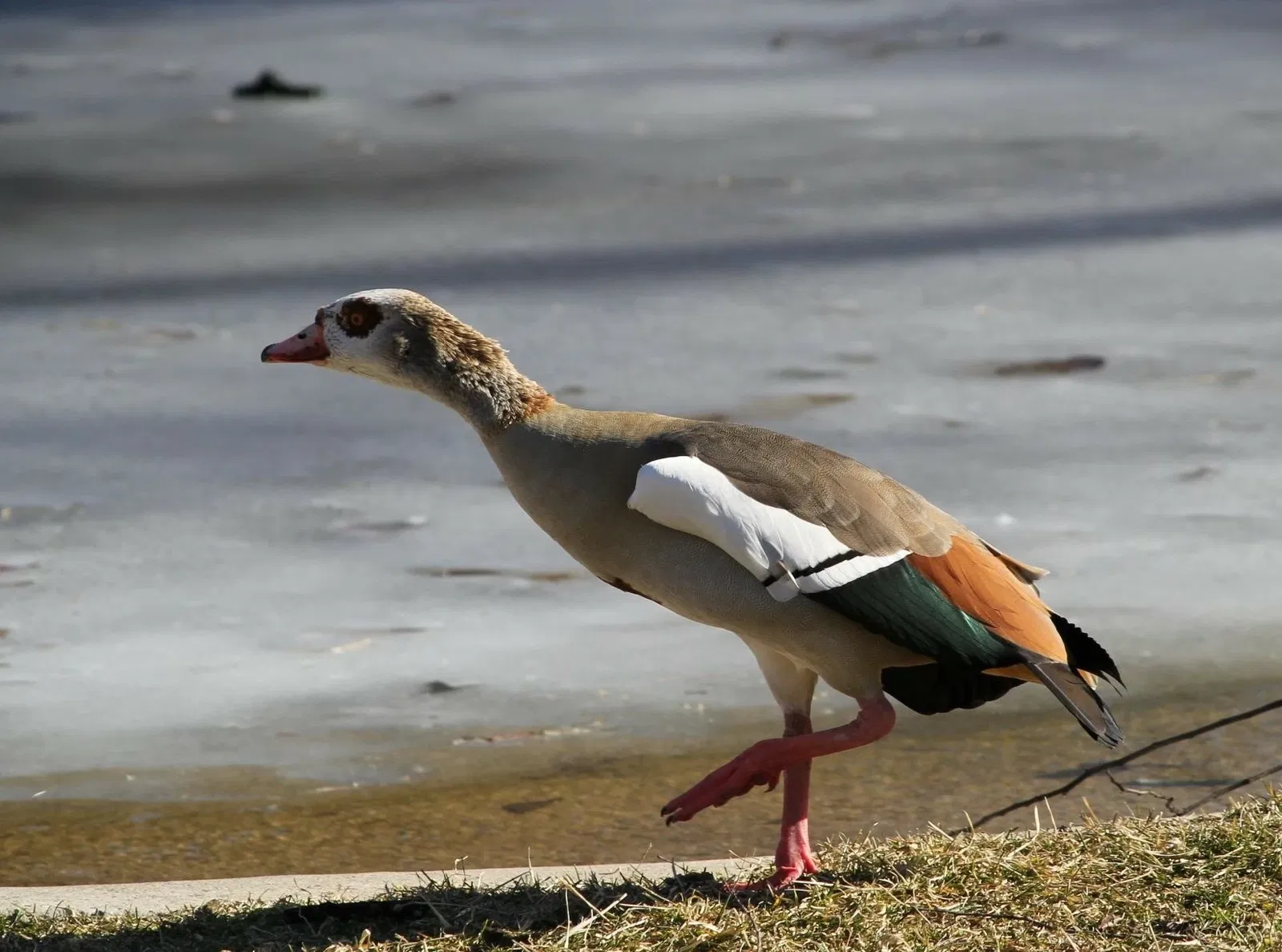 Belle Isle Nature Center