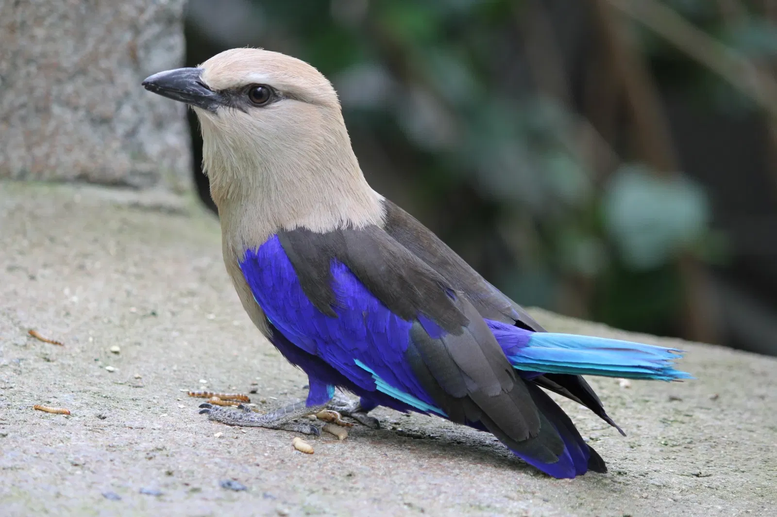 Belle Isle Nature Center