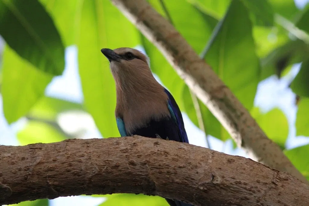 Belle Isle Nature Center