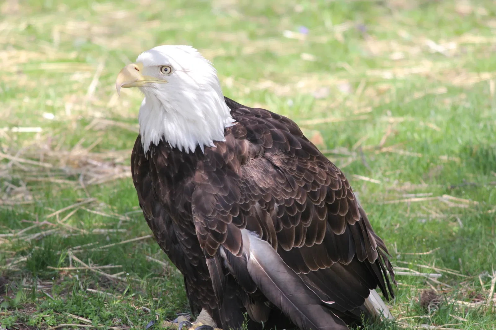 Belle Isle Nature Center
