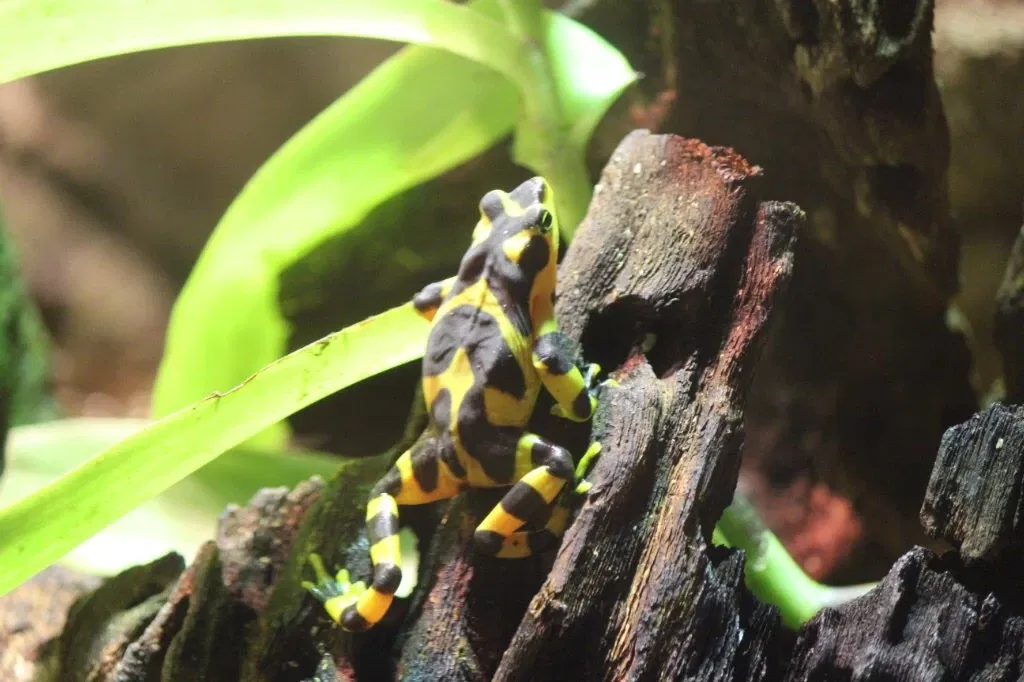 Belle Isle Nature Center