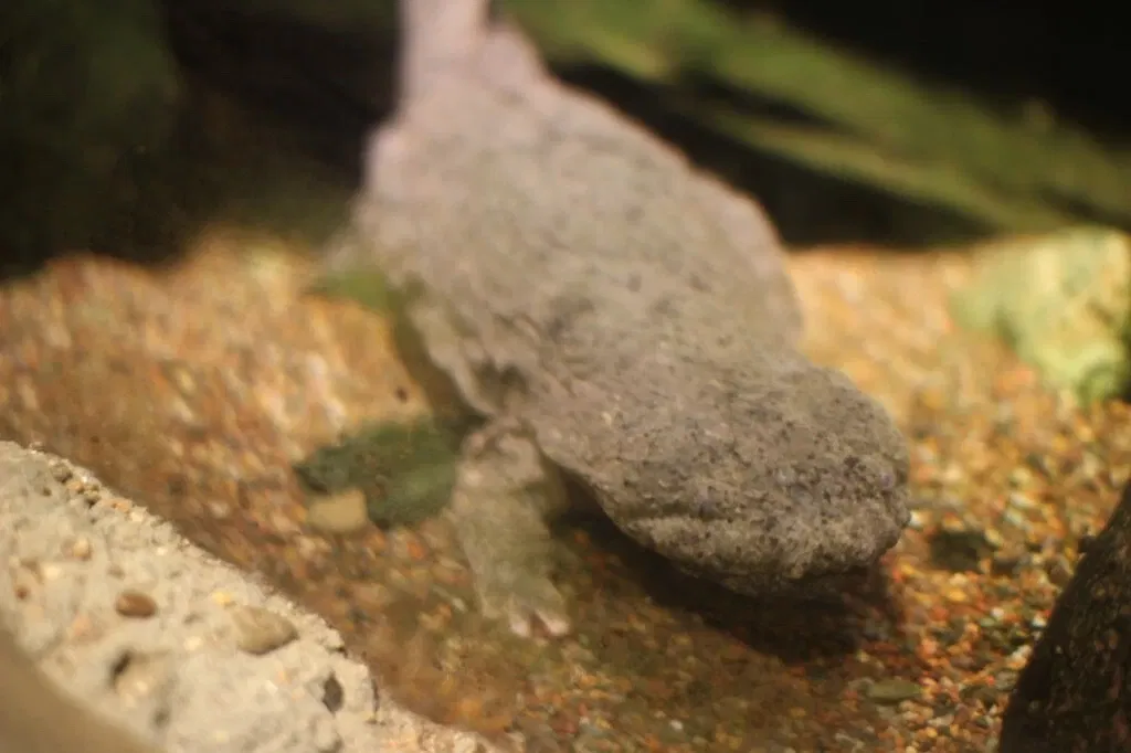 Belle Isle Nature Center