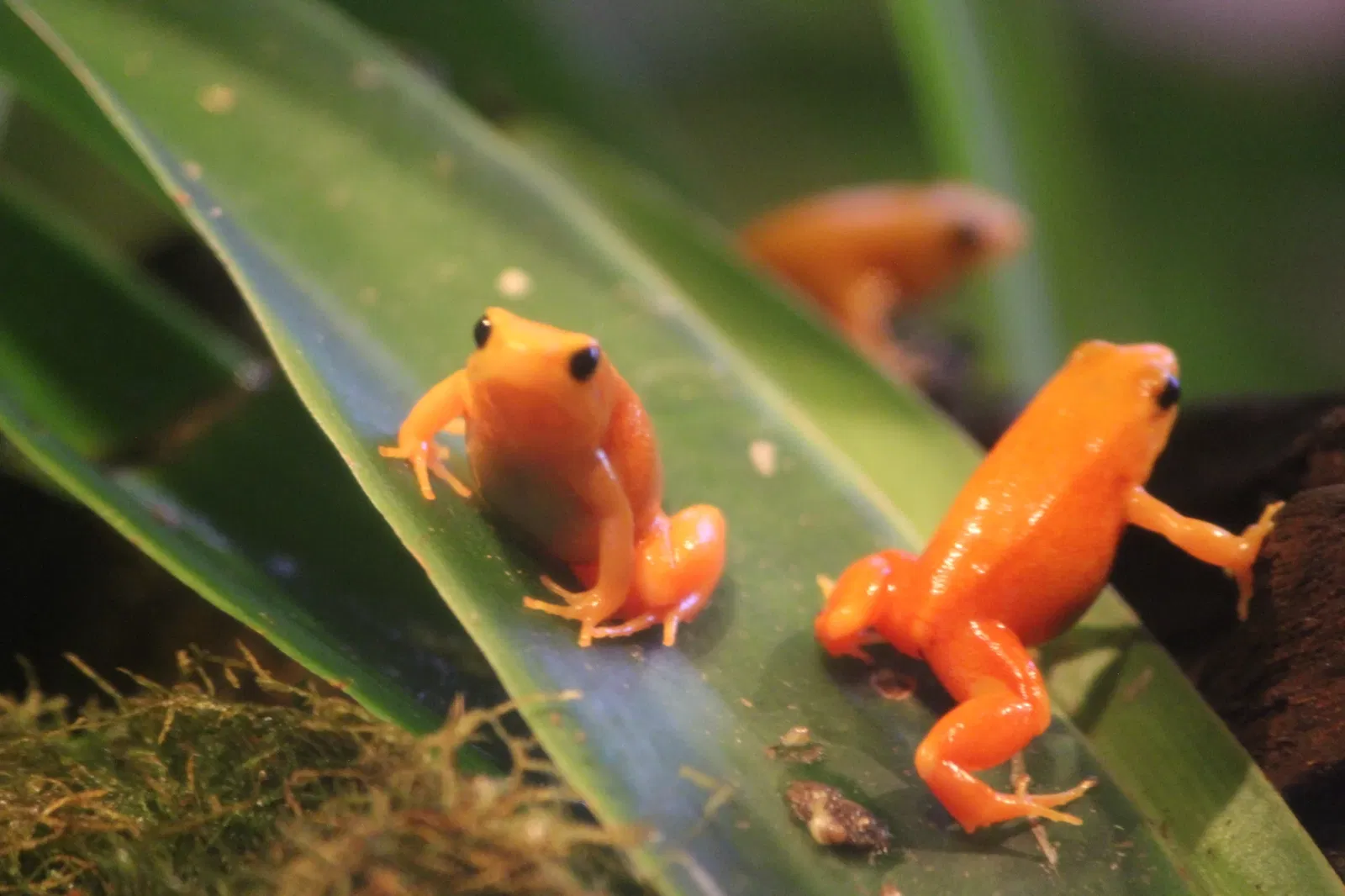 Belle Isle Nature Center