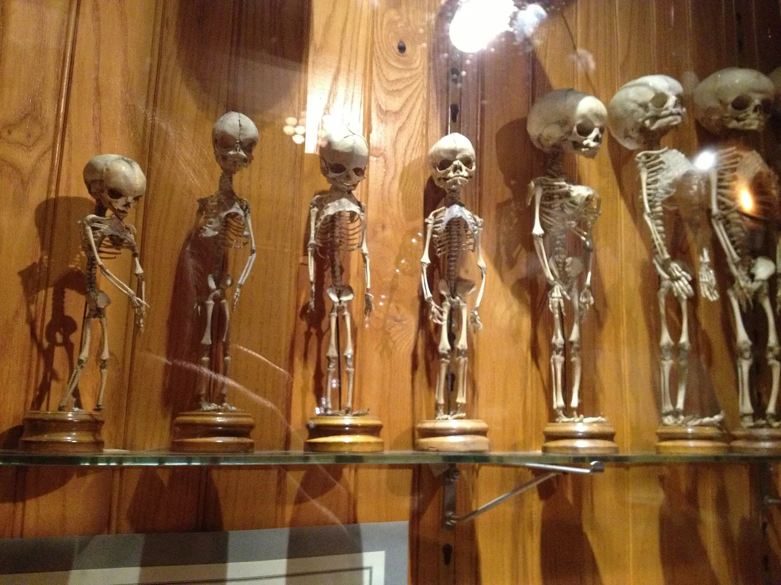 Mütter Museum