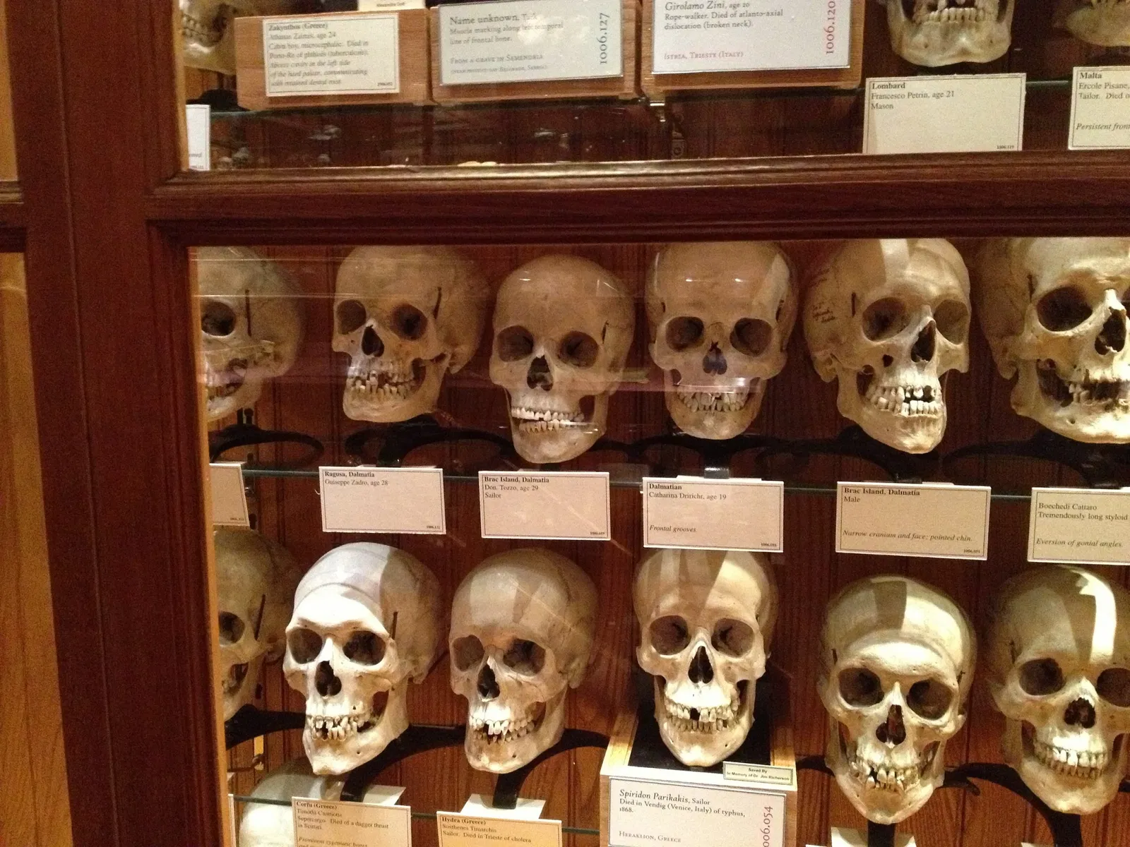 Mütter Museum