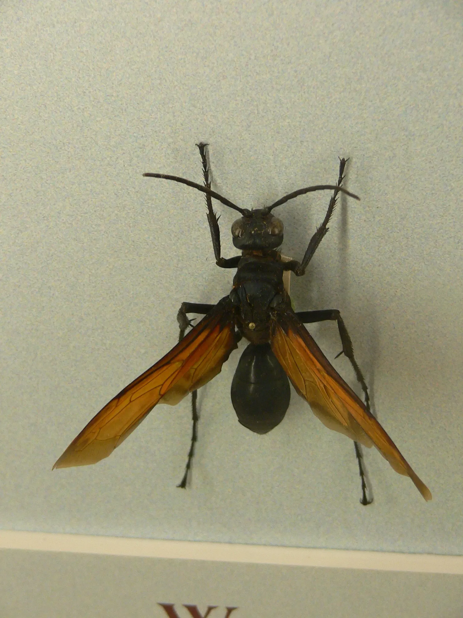 Audubon Butterfly Garden and Insectarium