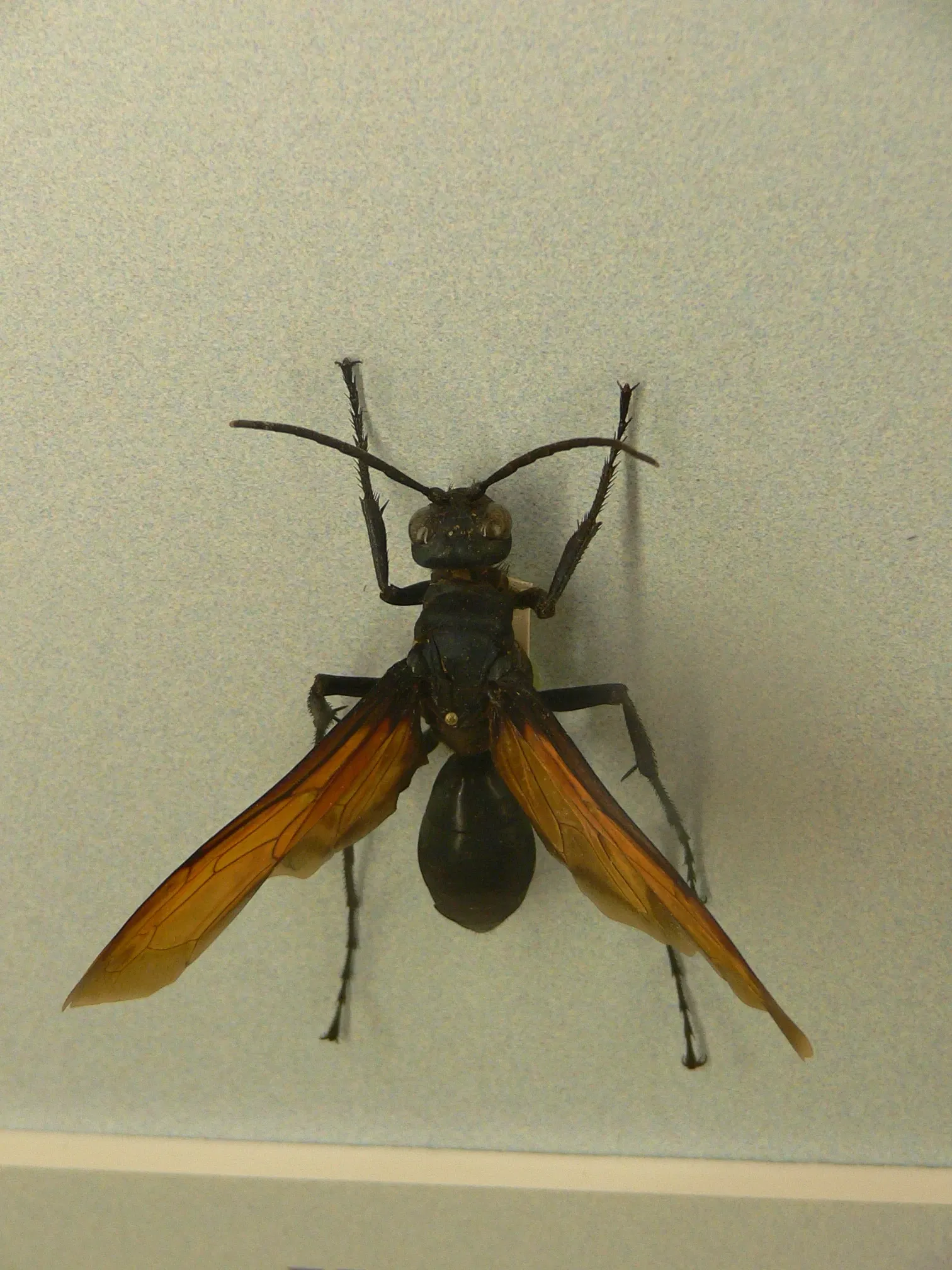 Audubon Butterfly Garden and Insectarium