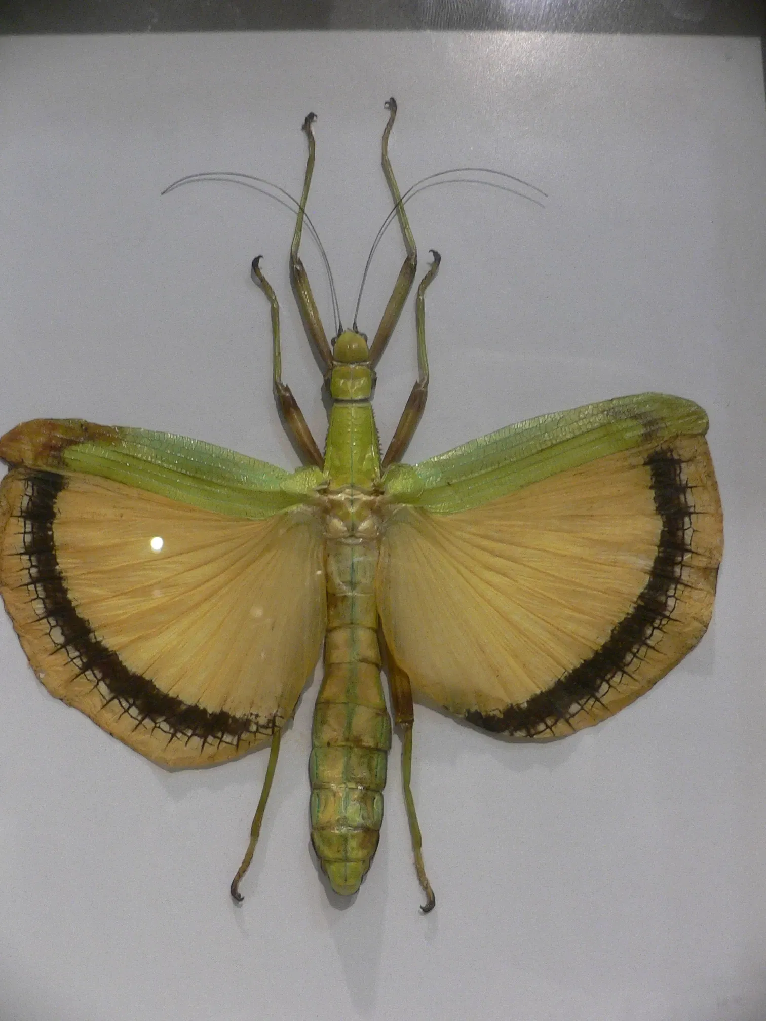 Audubon Butterfly Garden and Insectarium