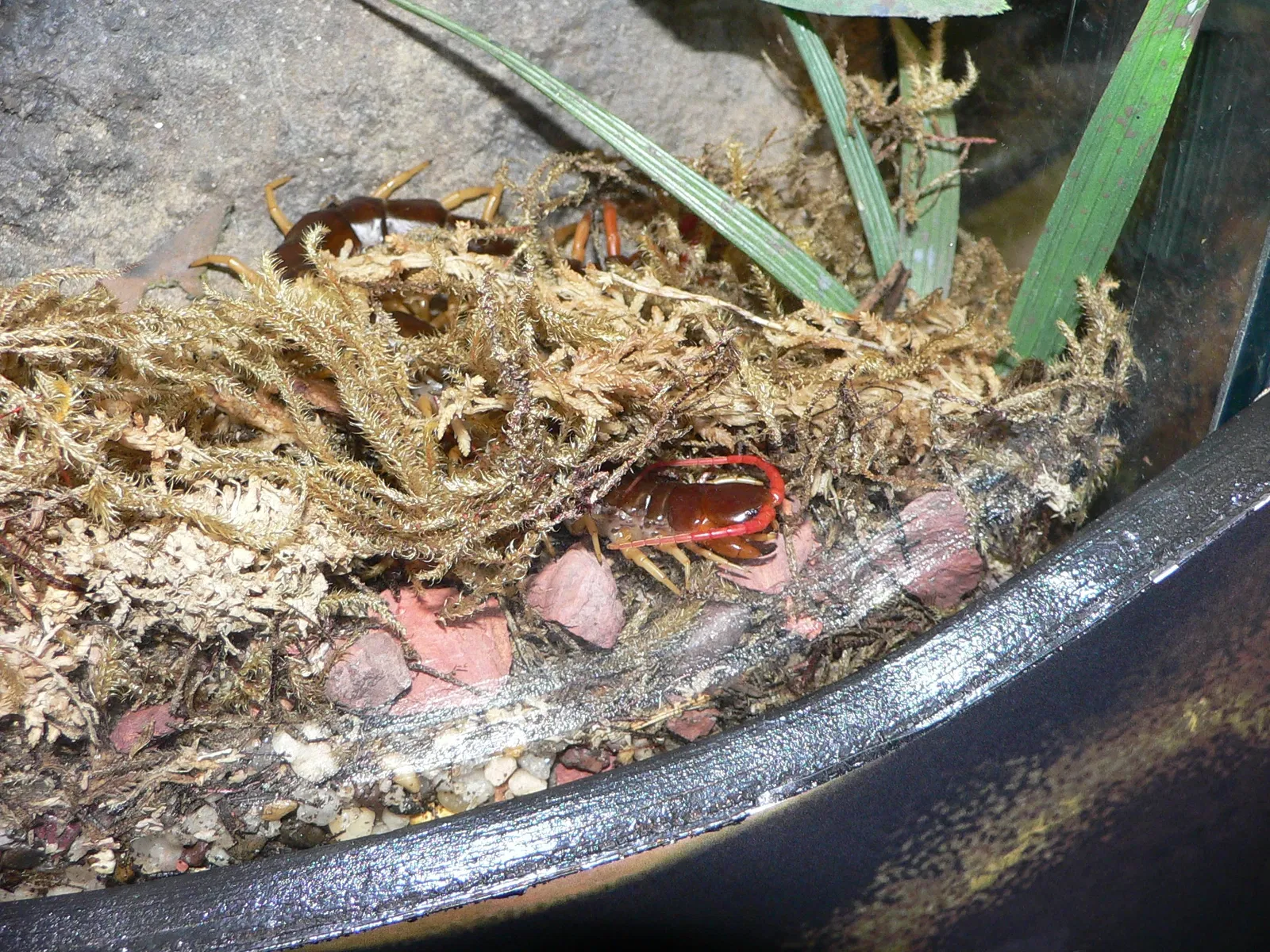 Audubon Butterfly Garden and Insectarium