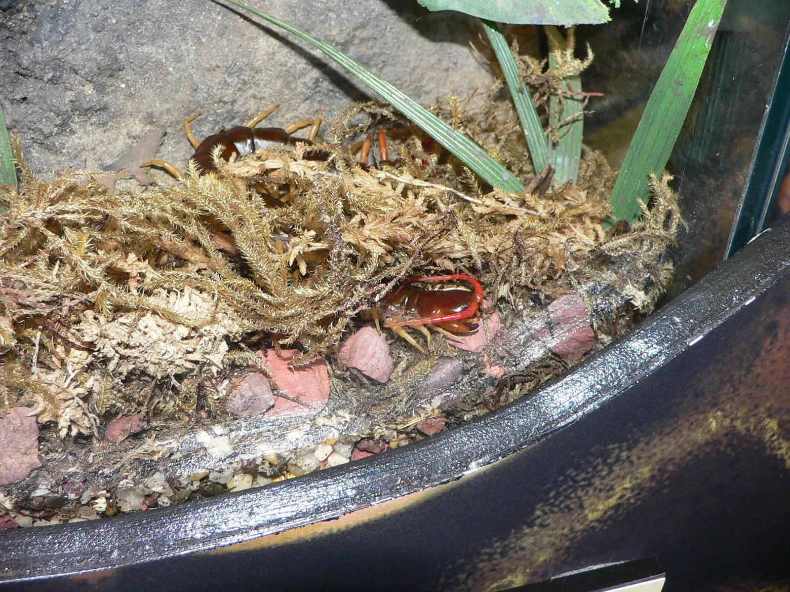 Audubon Butterfly Garden and Insectarium