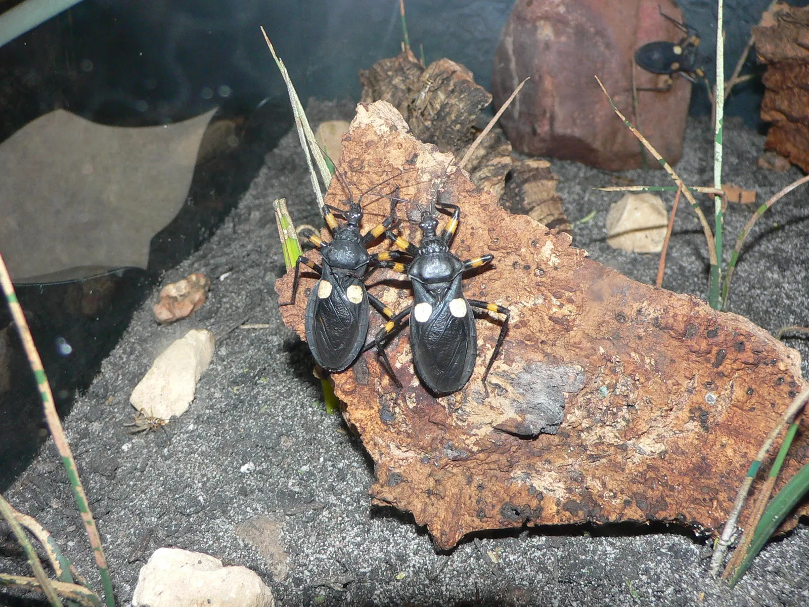 Audubon Butterfly Garden and Insectarium