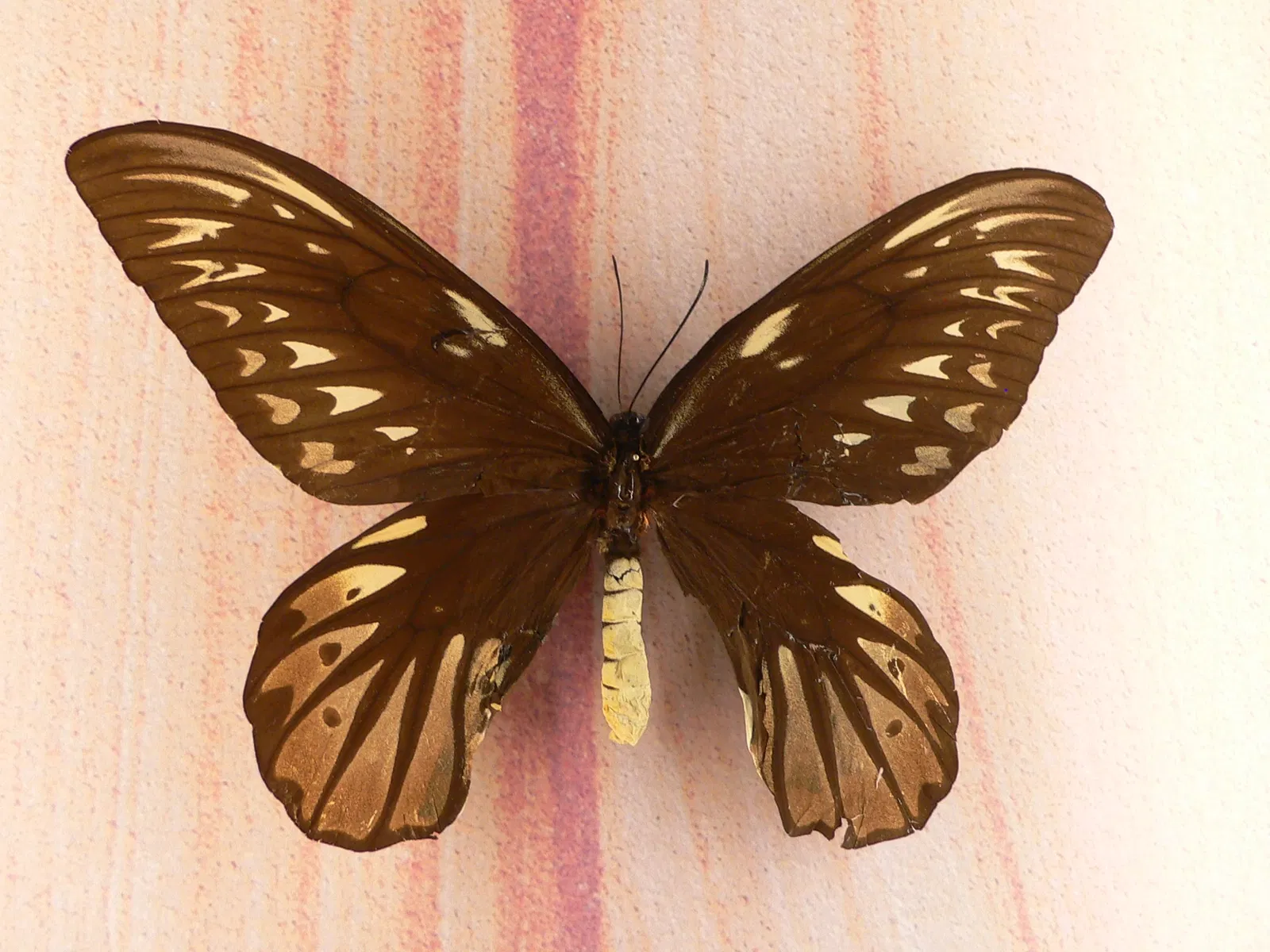 Audubon Butterfly Garden and Insectarium