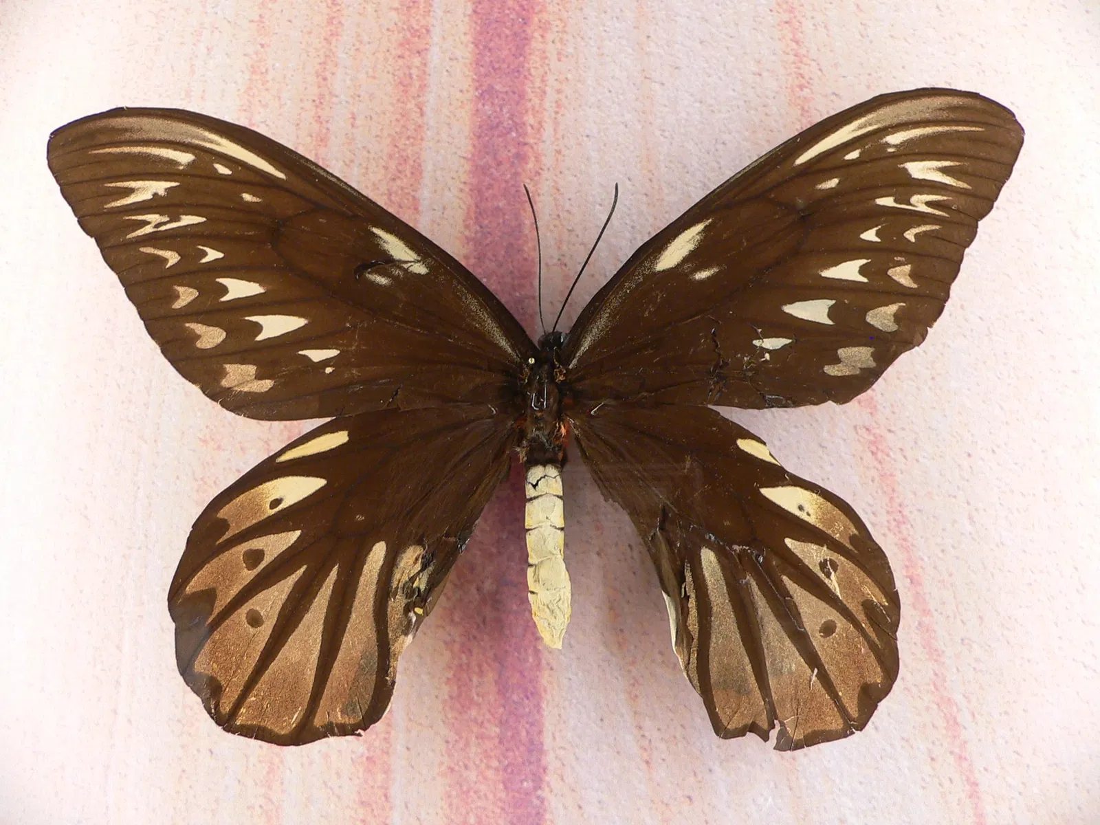 Audubon Butterfly Garden and Insectarium