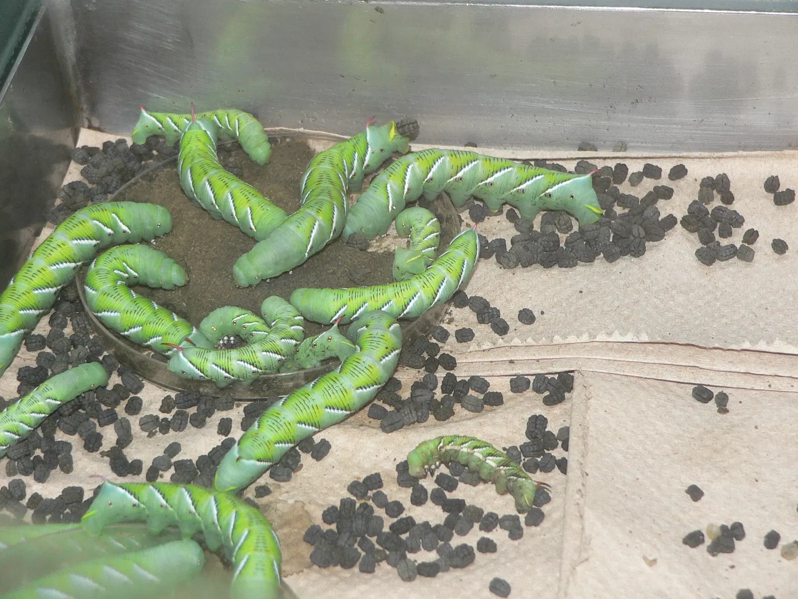 Audubon Butterfly Garden and Insectarium