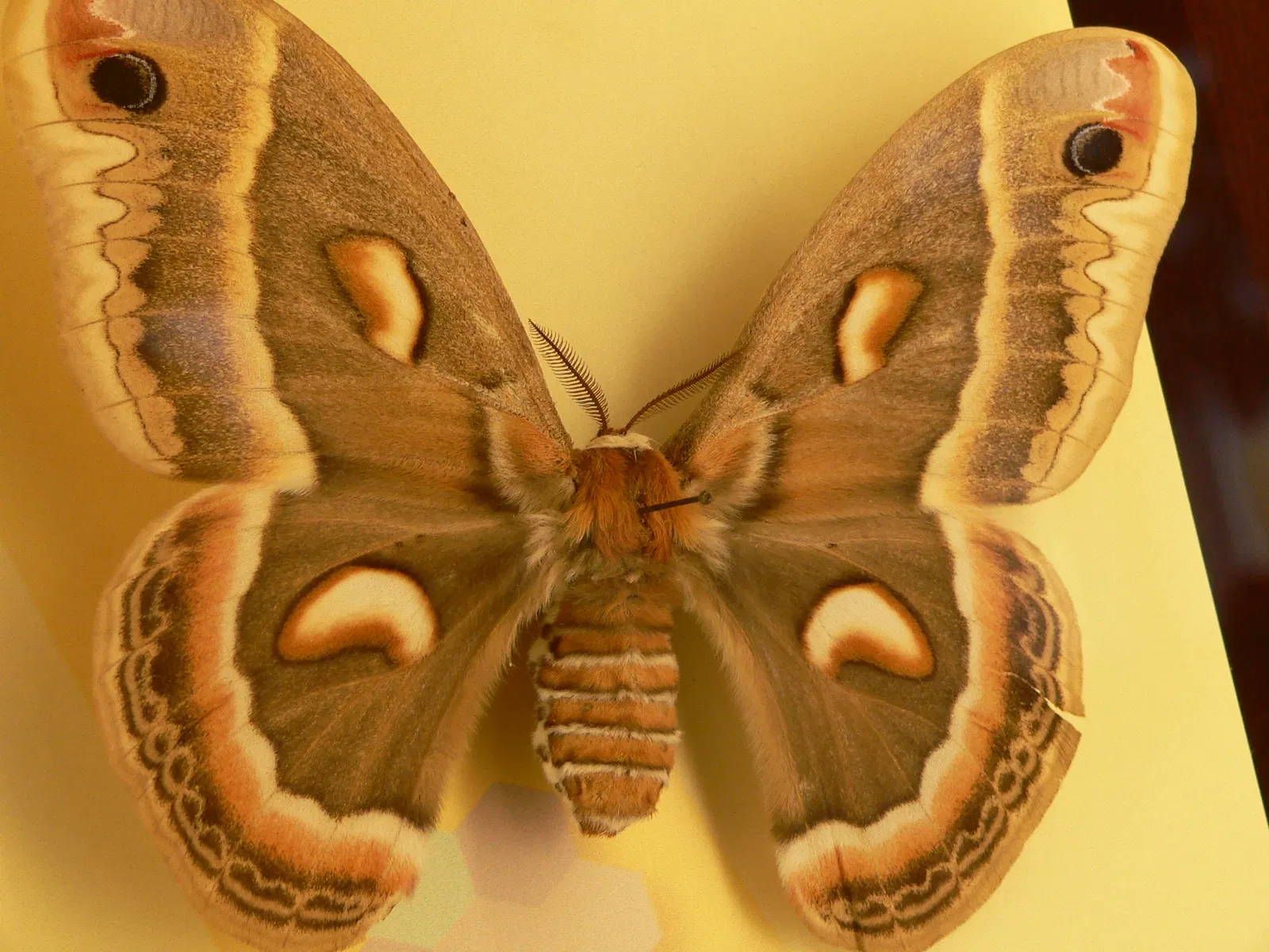 Audubon Butterfly Garden and Insectarium