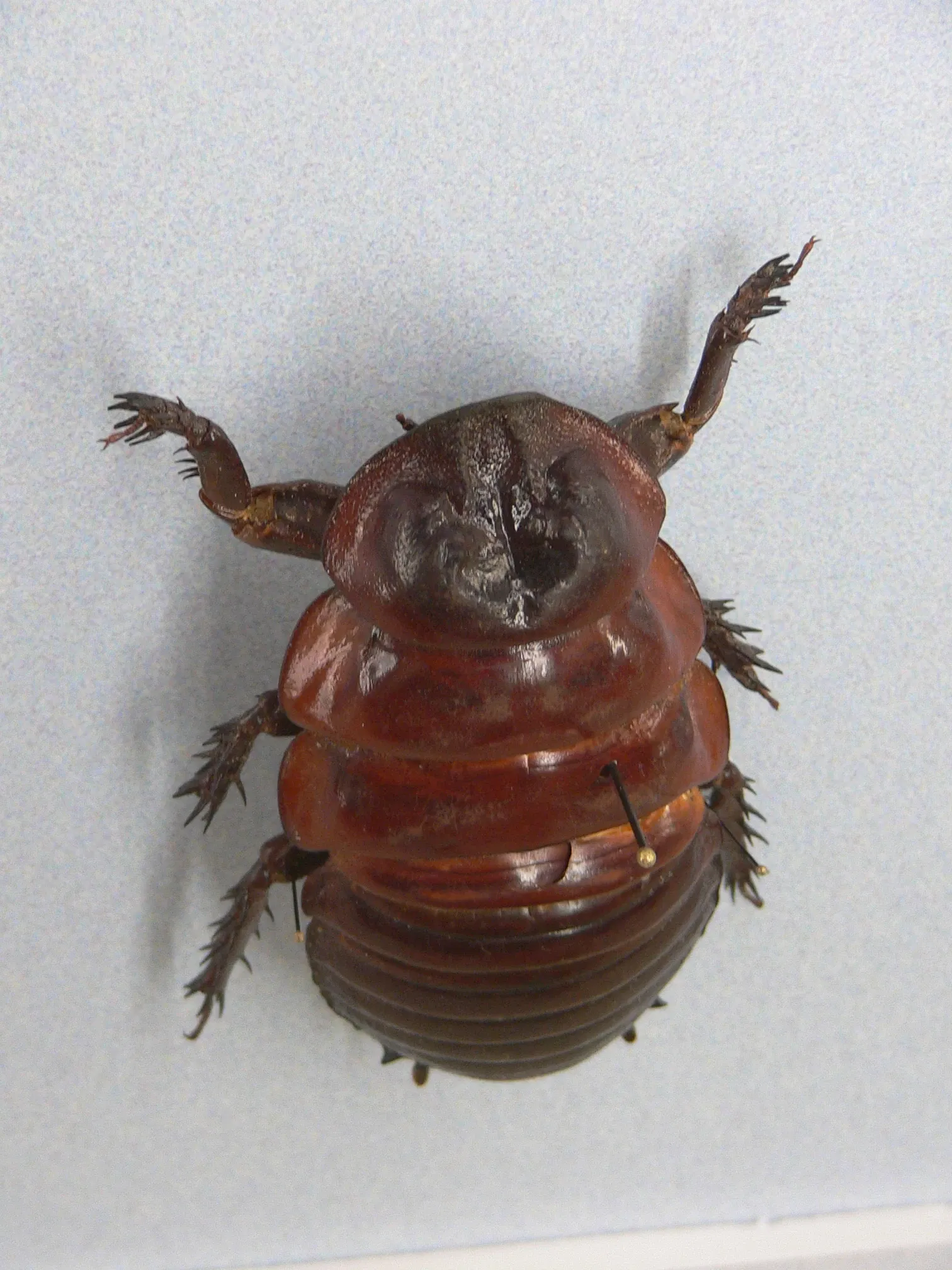 Audubon Butterfly Garden and Insectarium