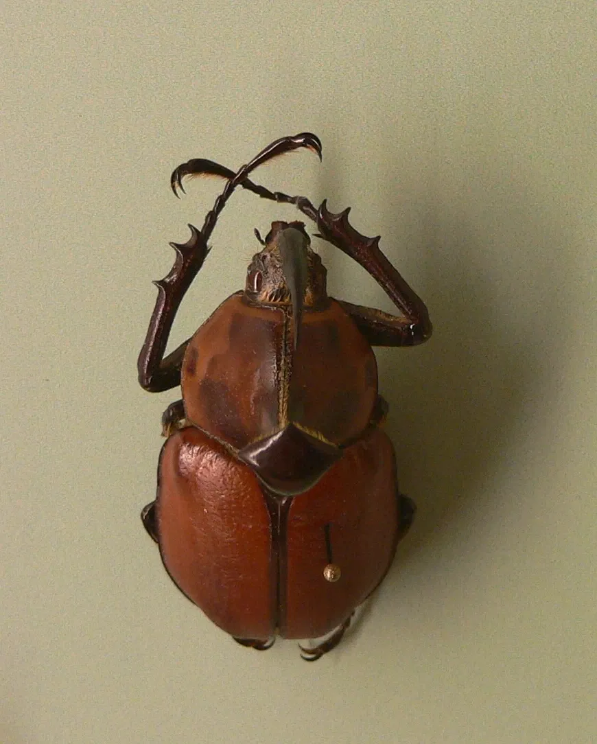 Audubon Butterfly Garden and Insectarium