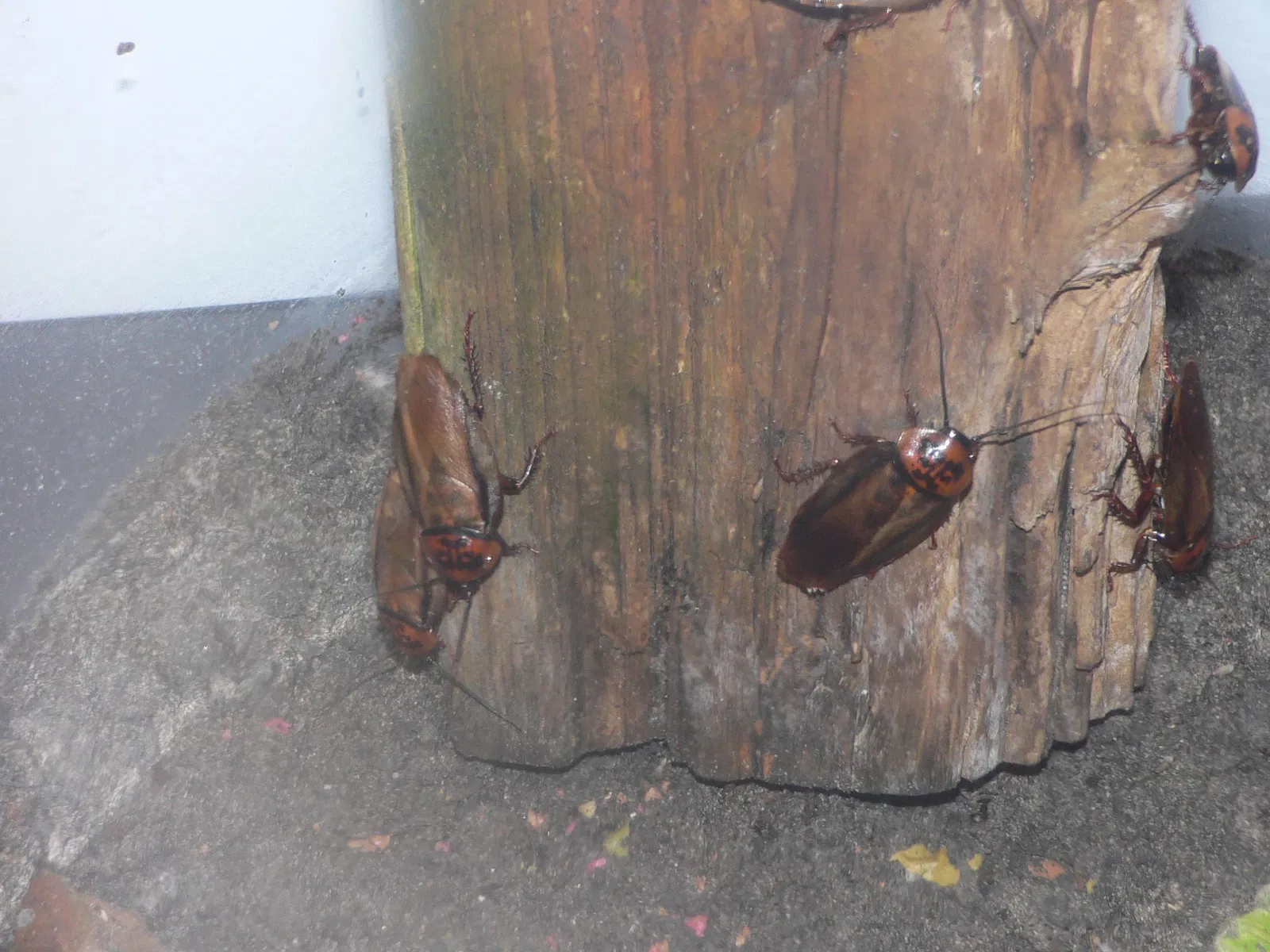 Audubon Butterfly Garden and Insectarium