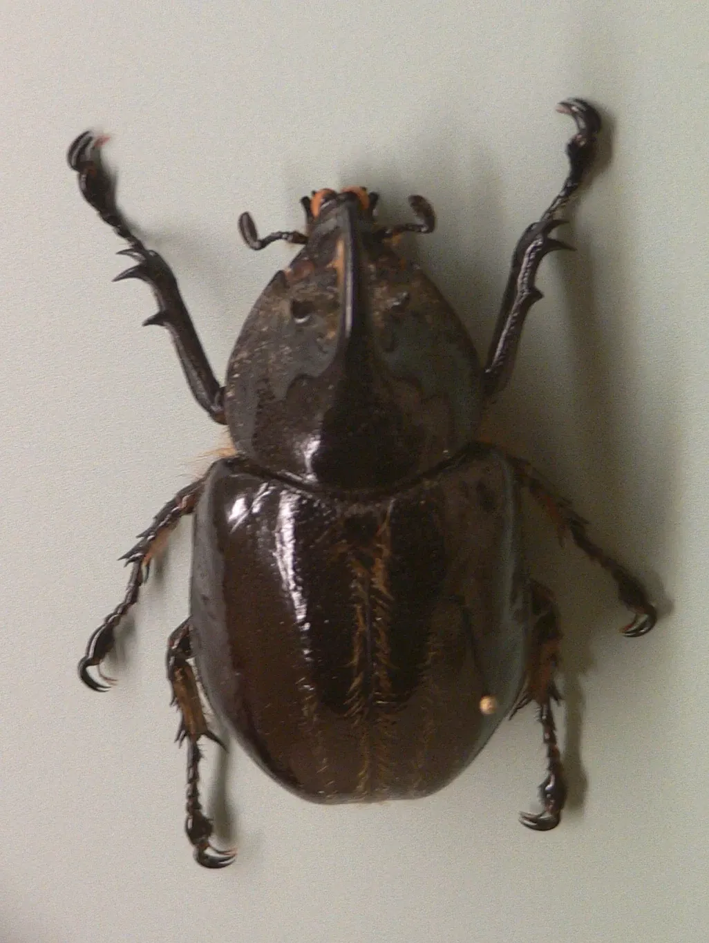 Audubon Butterfly Garden and Insectarium