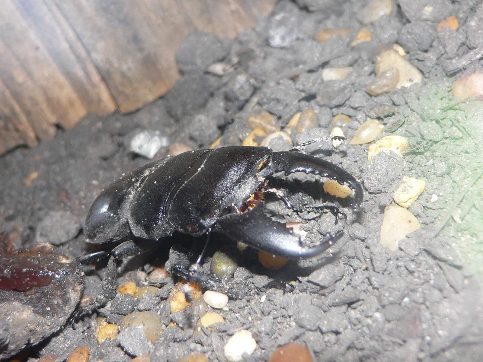 Audubon Butterfly Garden and Insectarium