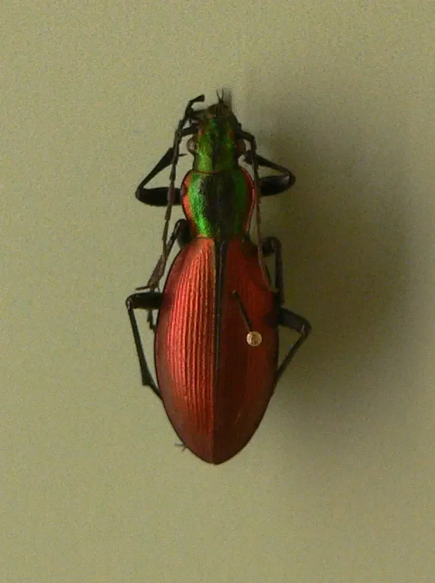 Audubon Butterfly Garden and Insectarium