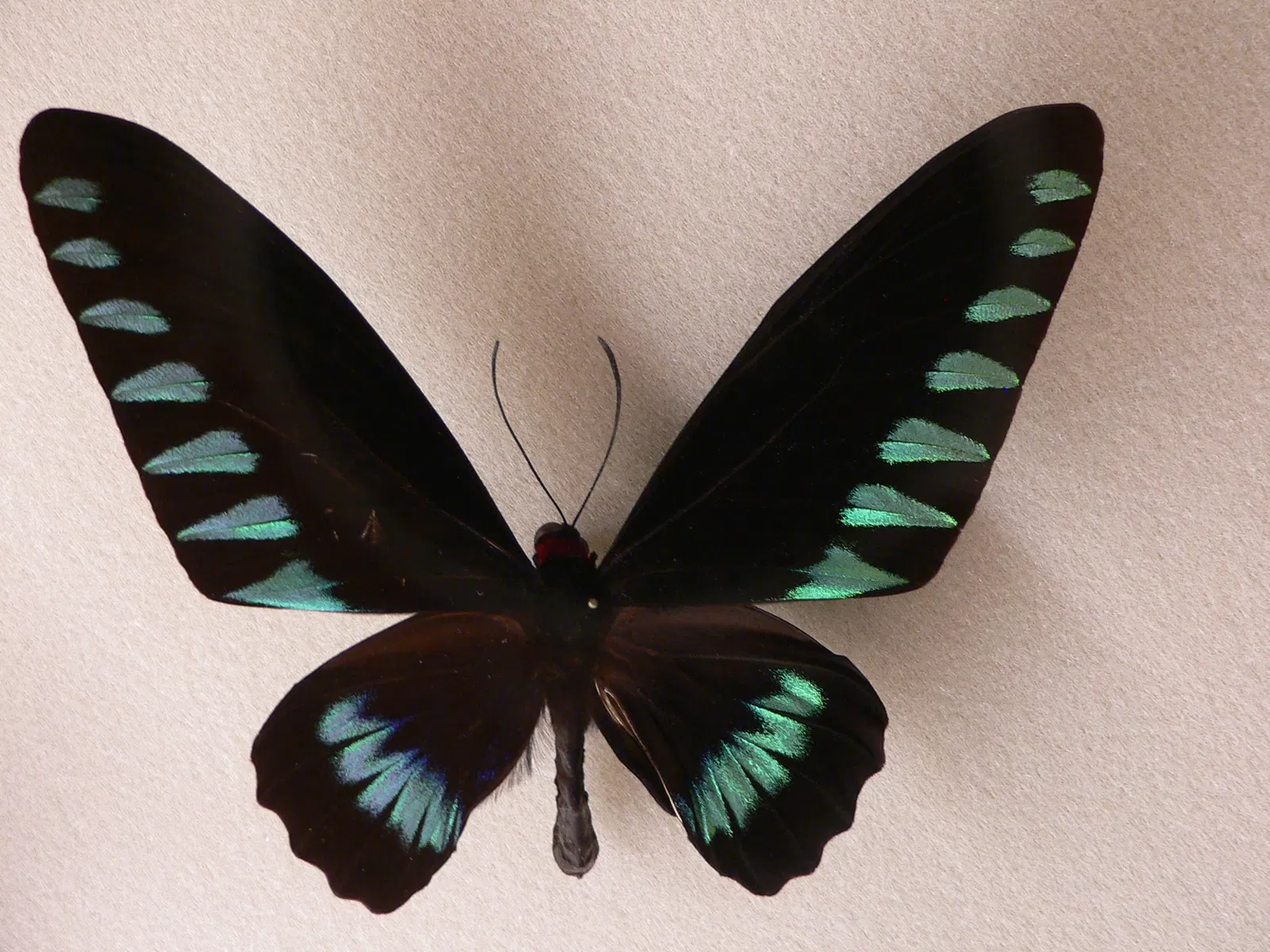 Audubon Butterfly Garden and Insectarium