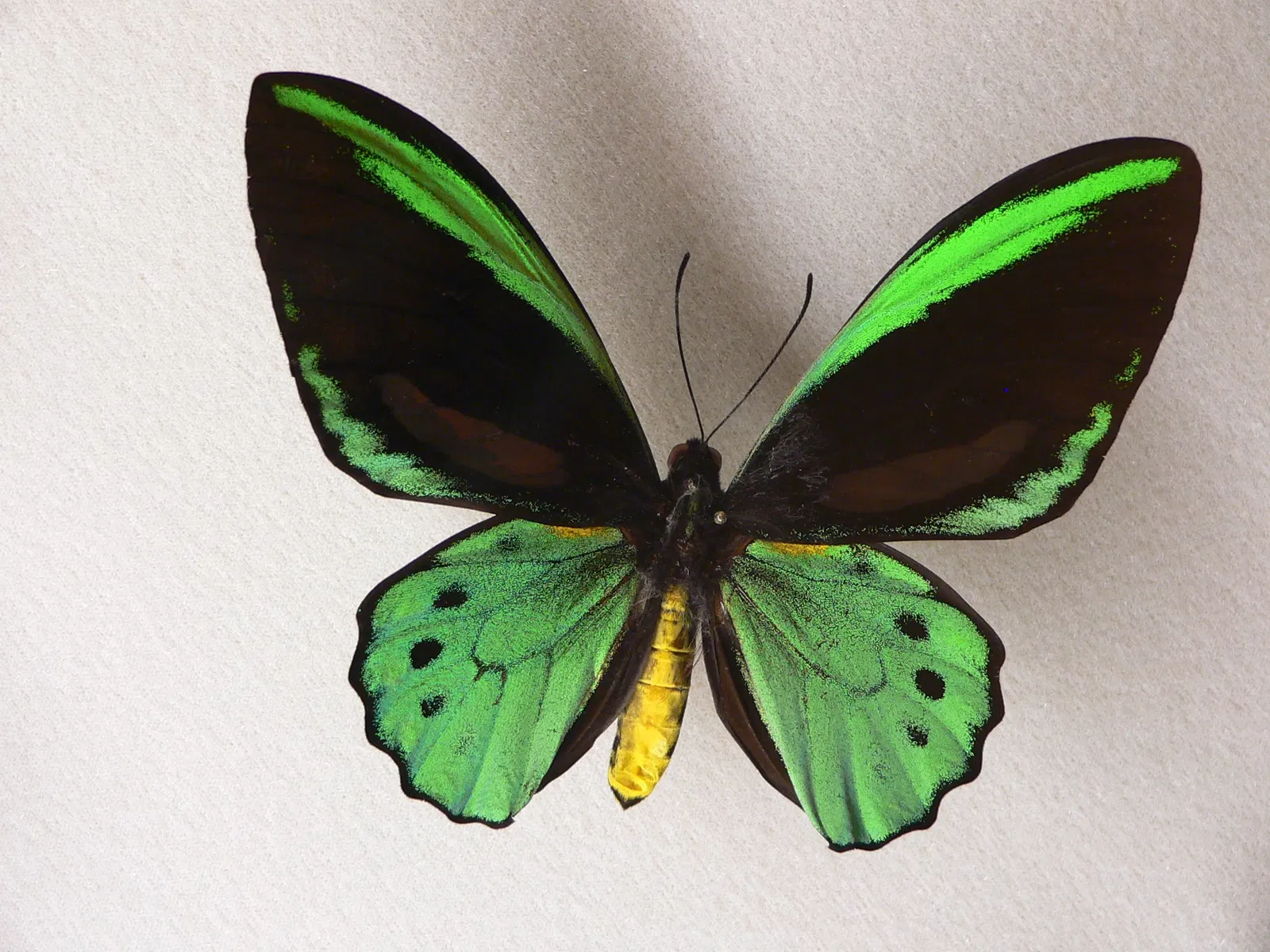 Audubon Butterfly Garden and Insectarium