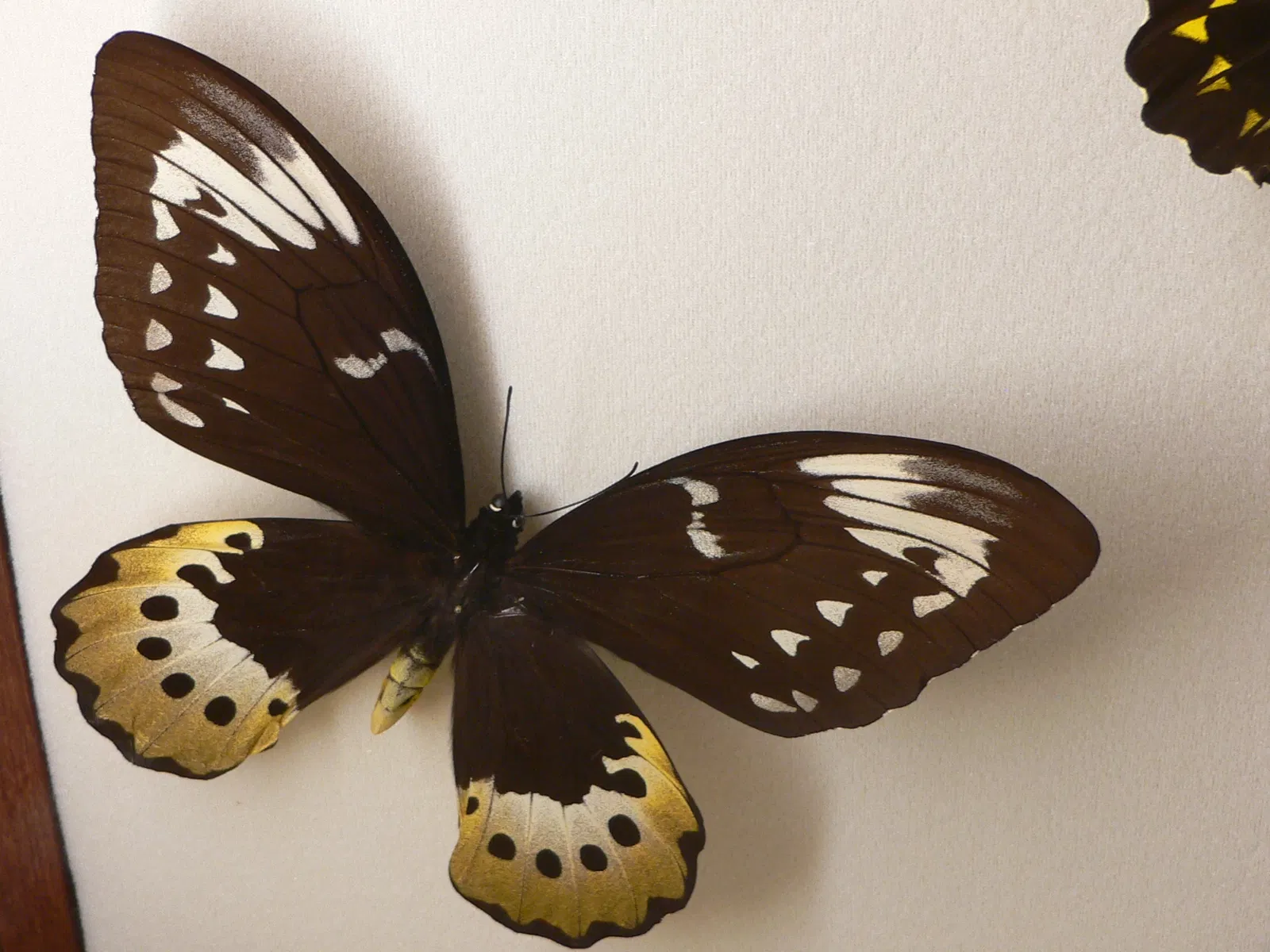 Audubon Butterfly Garden and Insectarium