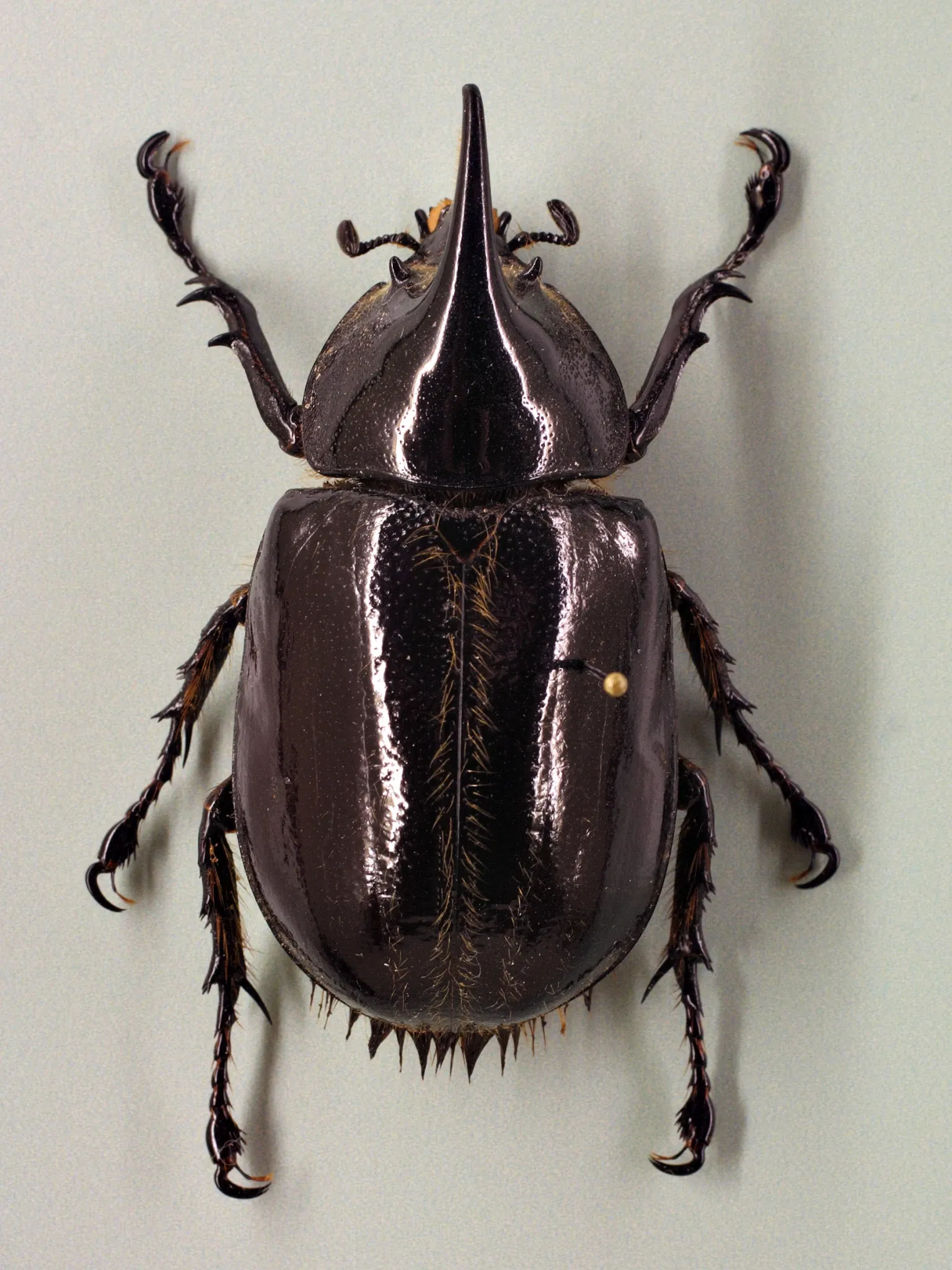 Audubon Butterfly Garden and Insectarium