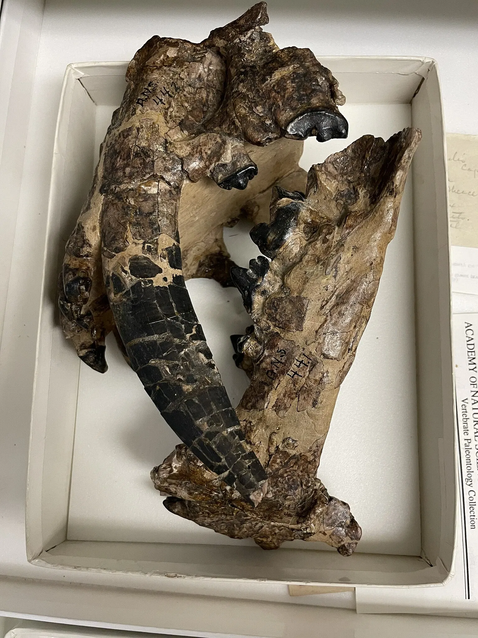 Academy of Natural Sciences of Drexel University