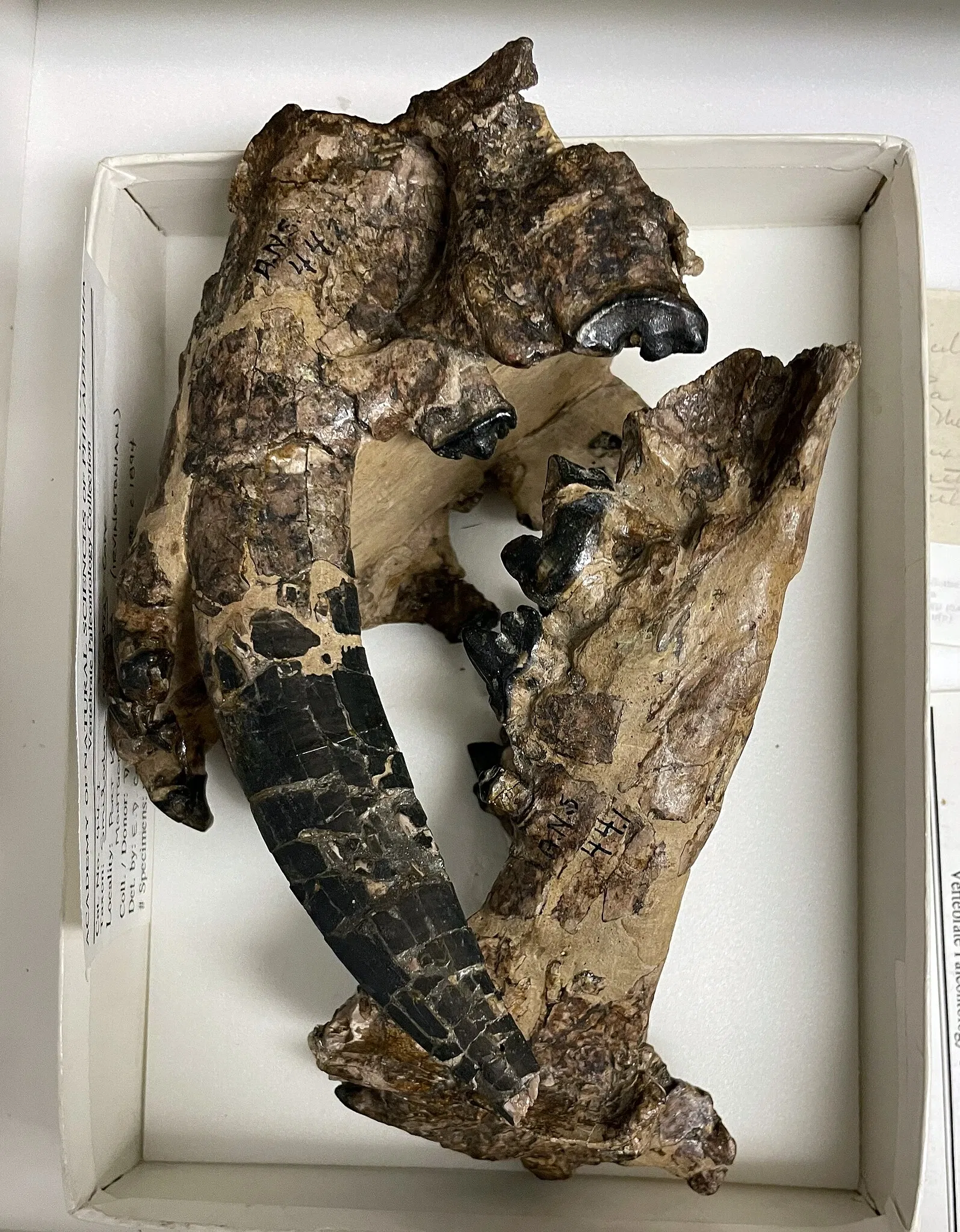 Academy of Natural Sciences of Drexel University