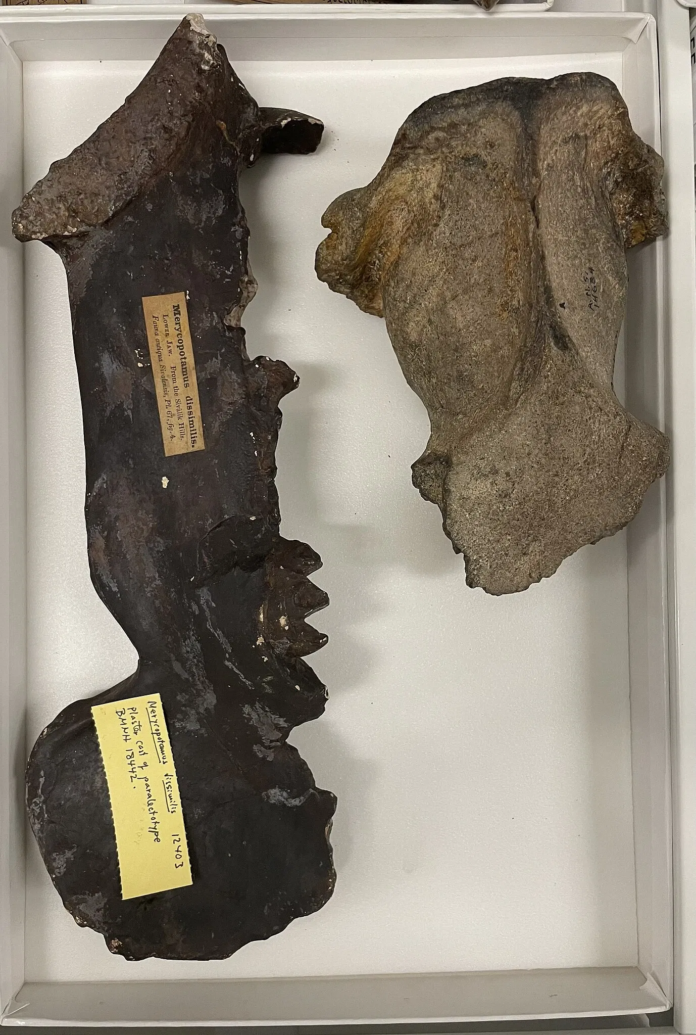 Academia de Ciencias Naturales de la Universidad Drexel