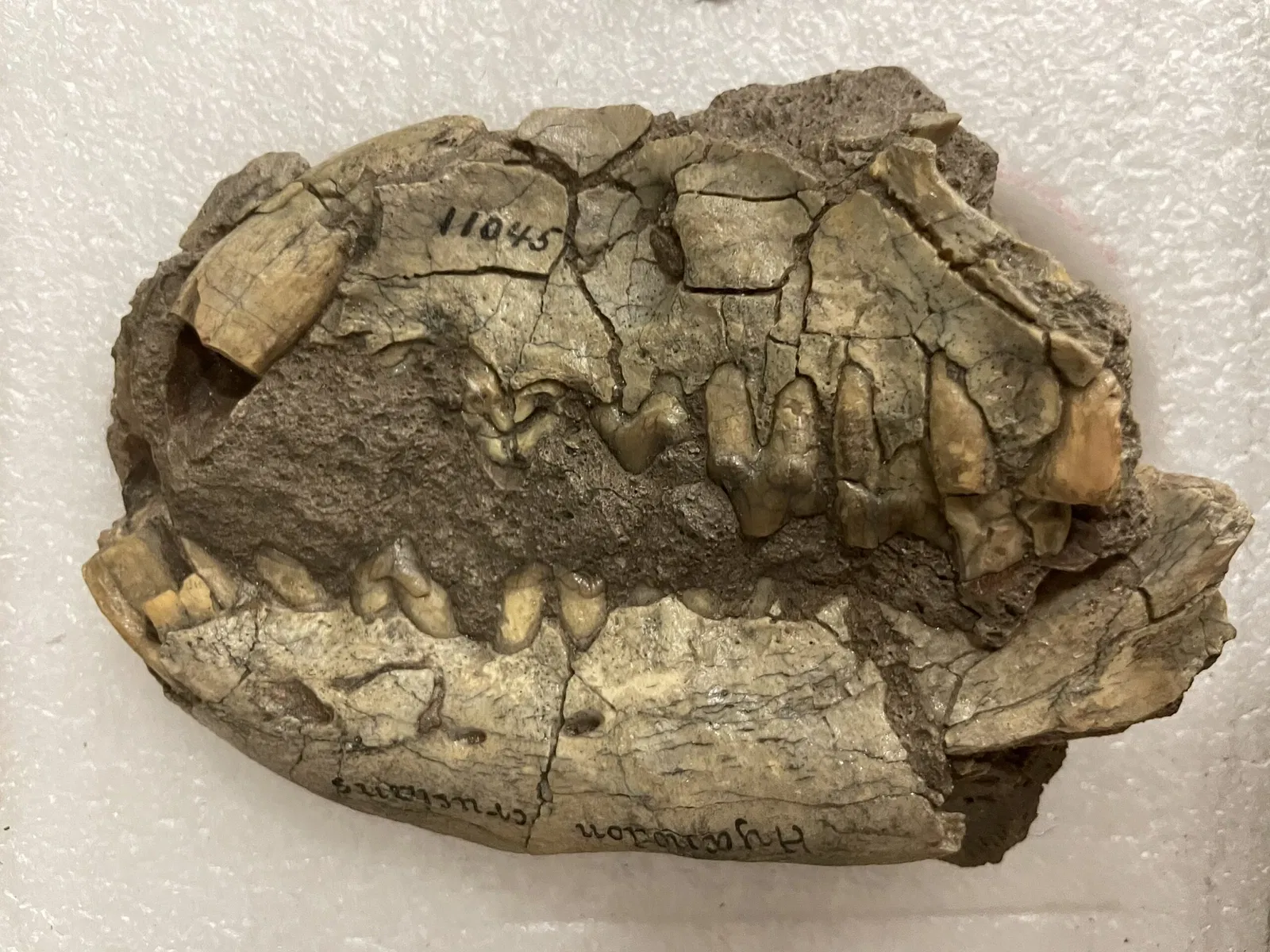 Academy of Natural Sciences