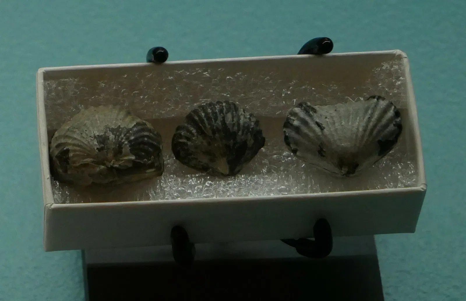 Academy of Natural Sciences