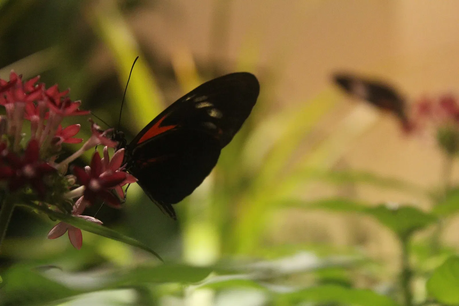 Academy of Natural Sciences of Drexel University