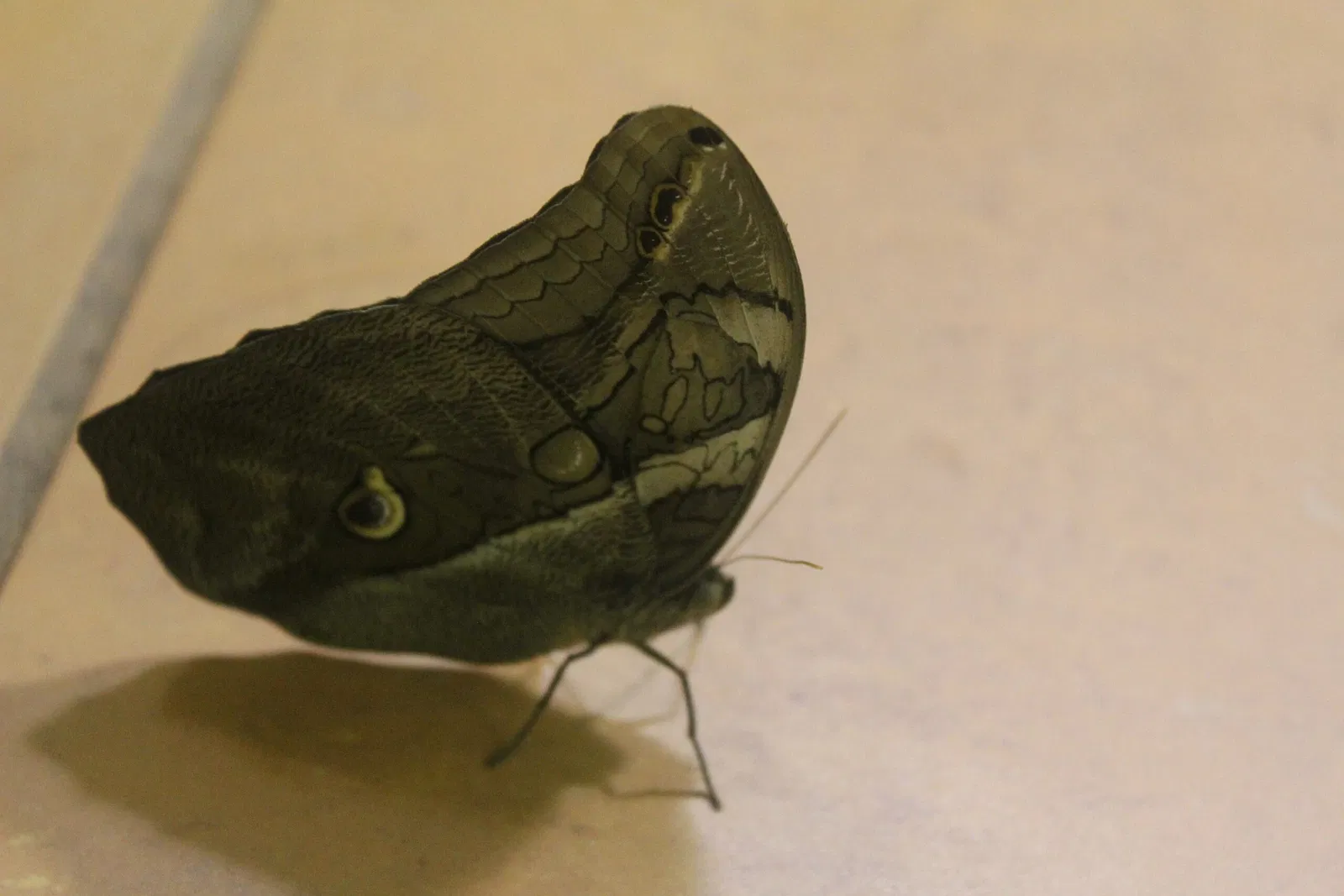 Academy of Natural Sciences