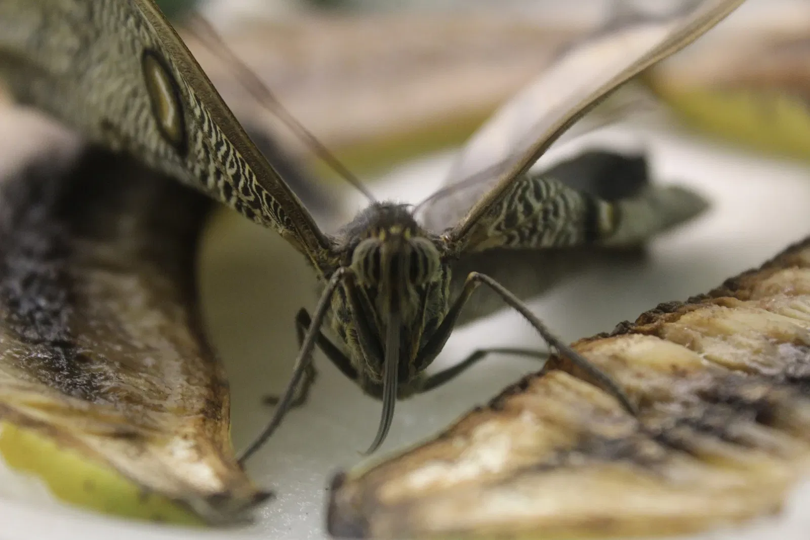 Academy of Natural Sciences