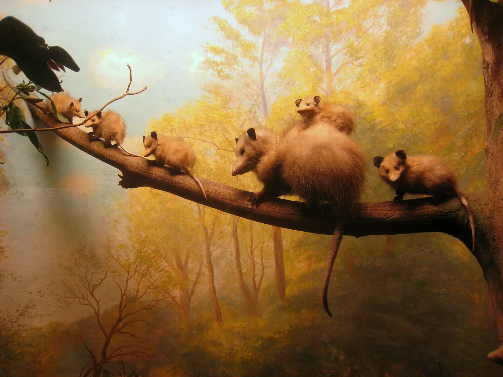 Academy of Natural Sciences