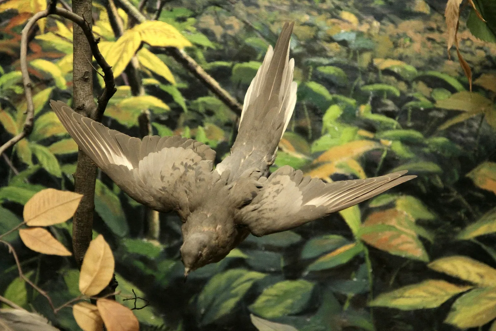 Academy of Natural Sciences of Drexel University